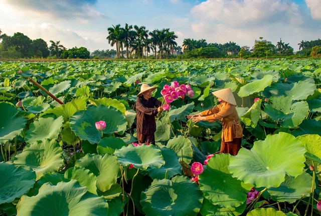 Đặc sản trà sen Tây Hồ Hiền Xiêm chinh phục người yêu trà - Ảnh 1