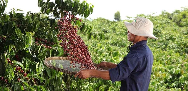 Chương trình toàn cầu NESCAFÉ Plan được Tập đoàn Nestlé triển khai từ năm 2010 tại các quốc gia thuộc các khu vực trồng cà phê trọng điểm trên thế giới nhằm mục tiêu mang lại những giá trị bền vững cho người nông d
