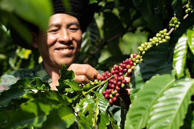 Người nông dân trồng cà phê tham gia vào chương trình NESCAFÉ Plan