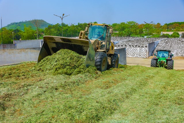 Ủ chua nguy&ecirc;n liệu để l&agrave;m thức ăn cho b&ograve; sữa.