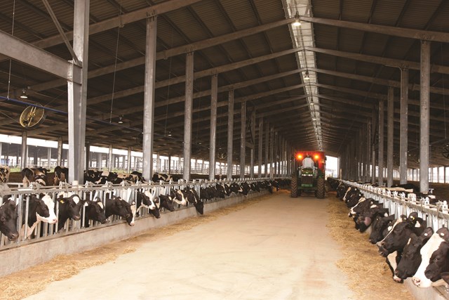 Đ&agrave;n b&ograve; của TH tại c&aacute;c trang trại chăn nu&ocirc;i c&ocirc;ng nghệ cao tại Việt Nam đ&atilde; đạt quy m&ocirc; tiệm cận 75.000 con.