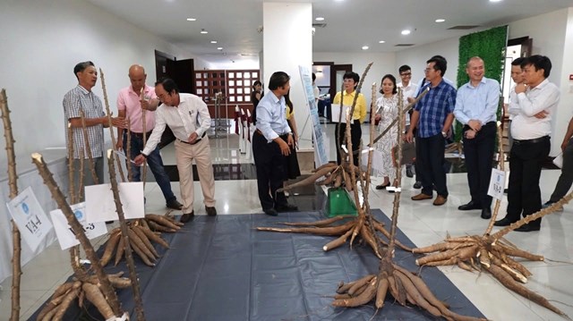 Giống sắn được ph&aacute;t triển từ nghi&ecirc;n cứu của GS. L&ecirc; Huy H&agrave;m hội tụ đồng thời nhiều đặc t&iacute;nh ưu việt: Kh&aacute;ng bệnh khảm l&aacute;, cho năng suất tinh bột cao v&agrave; c&oacute; kiểu h&igrave;nh th&acirc;n thẳng. Ảnh: Quỹ Thiện t&acirc;m.