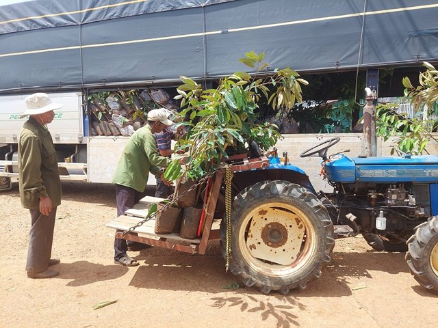 Người nông dân nhận cây giống trong dự án “Canh tác cà phê bền vững theo mô hình nông lâm kết hợp” chính thức khởi động tại Việt Nam vào tháng 6_2023