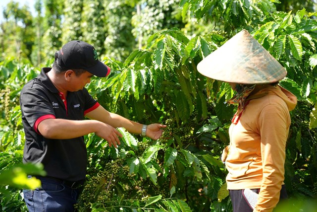 Th&ocirc;ng qua Chương tr&igrave;nh NESCAF&Eacute; Plan, Nestl&eacute; Việt Nam hỗ trợ c&aacute;c n&ocirc;ng hộ &aacute;p dụng phương ph&aacute;p n&ocirc;ng nghiệp t&aacute;i sinh gi&uacute;p họ n&acirc;ng cao thu nhập, đồng thời g&oacute;p phần tạo ra nguồn cung ổn định, đồng đều, c&oacute; khả năng truy x