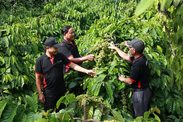 C&aacute;c hộ n&ocirc;ng d&acirc;n tham gia dự &aacute;n NESCAF&Eacute; Plan được tập huấn v&agrave; thực h&agrave;nh phương ph&aacute;p canh t&aacute;c bền vững