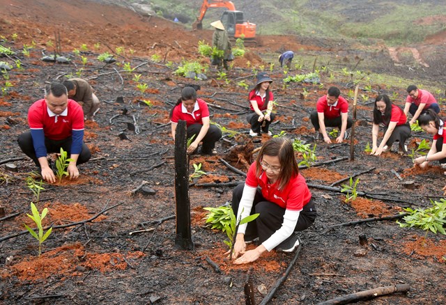 SeABank hỗ trợ trồng gần 671 nghìn cây xanh tại Hà Tĩnh, vượt mục tiêu 1 triệu cây xanh - Ảnh 1