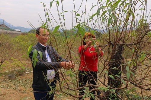 Vườn đào của gia đình chị Võ Thị Ngân, xóm 2 xã Hưng Yên Nam trồng hơn 400 gốc đào đang thời kỳ chăm sóc để đào nở kịp tết.