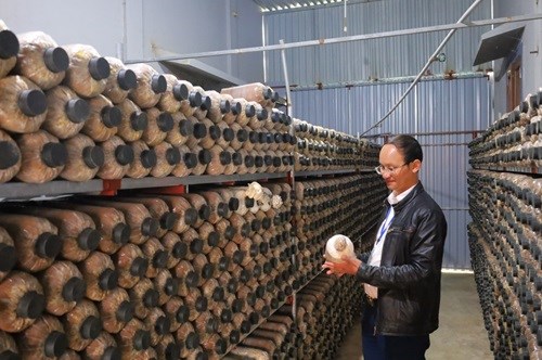 Mô hình nấm của anh Võ Kim Hùng, với hơn 1 vạn bịch nấm Bào ngư, nấm sò cho thu nhập kinh tế gia đình khá cao.