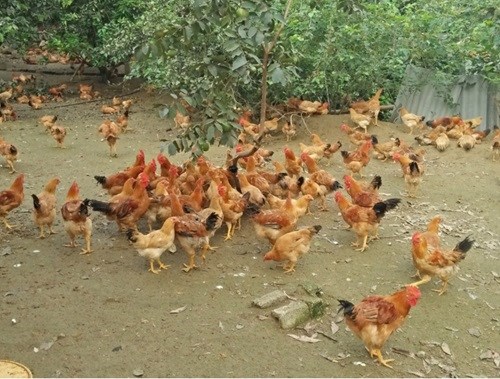 Nhiều hộ nông dân xã Hưng Yên Nam đã tận dụng vườn đồi chăn nuôi gà cho hiệu quả kinh tế cao.