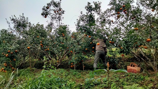 Đ&acirc;y l&agrave; thức qu&agrave; m&agrave; &ocirc;ng trời đ&atilde; ban tặng cho huyện miền n&uacute;i Hương Sơn