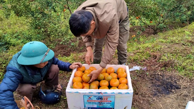 Cam b&ugrave; kh&ocirc;ng thể thiếu tr&ecirc;n b&agrave;n thờ gia ti&ecirc;n của người d&acirc;n Hương Sơn