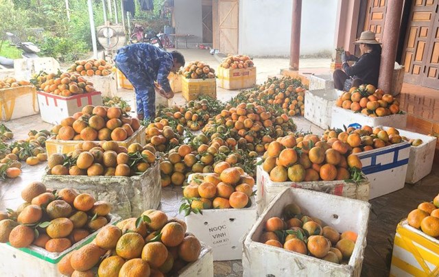 Thương l&aacute;i đang đ&oacute;ng h&agrave;ng để vận chuyển đi c&aacute;c tỉnh kh&aacute;c