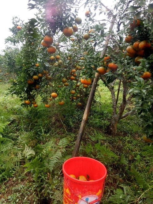 Cam bù được xem là loại quả đặc sản của huyện Hương Sơn