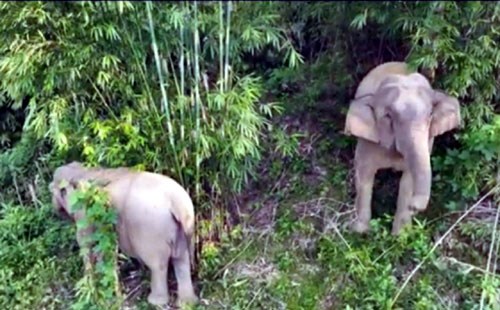 Hai cá thể voi mẹ và voi con trên địa bàn rừng Quỳ Châu được phát hiện trước đó.