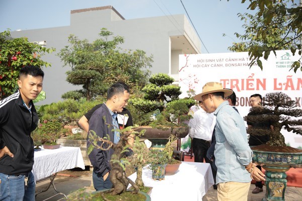 Thu hút người yêu cây cảnh trong cả tỉnh đến chiêm ngưỡng.