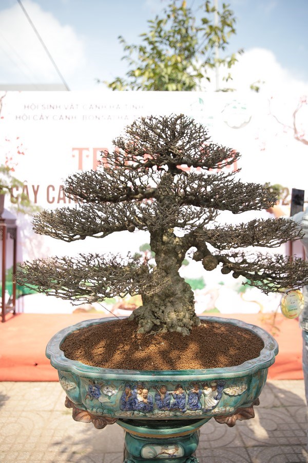 Hai c&acirc;y t&ugrave;ng la h&aacute;n gần 35 năm tuổi được tạo d&aacute;ng đẹp mắt&nbsp;với trị gi&aacute; l&ecirc;n đến h&agrave;ng trăm triệu đồng.