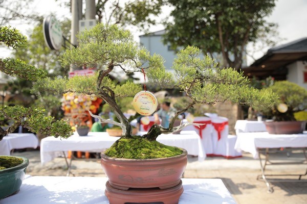 Tác phẩm long đàn phượng vũ của nhà vườn Hồ Gia Viên.