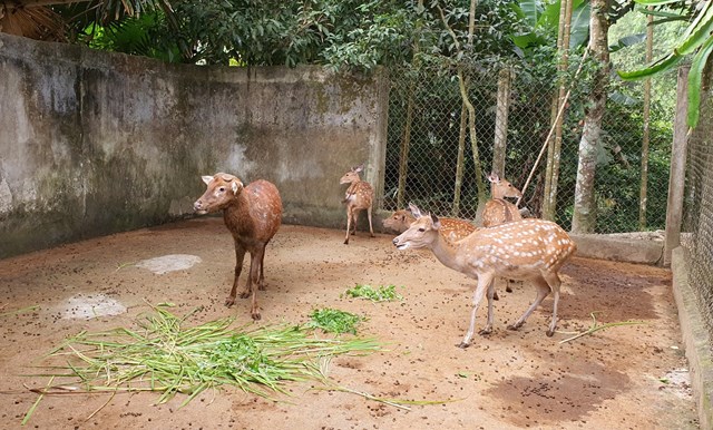 &Ocirc;ng B&ugrave;i Kim Thắng với kinh nghiệm hơn 30 năm nu&ocirc;i hươu đ&atilde; khẳng định được thương hiệu của m&igrave;nh