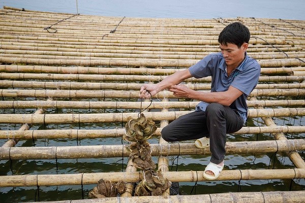 Hàu sinh trưởng, phát triển tốt ở vùng cửa sông Gianh, mỗi dây hàu đạt chất lượng tốt có trọng lượng 10 – 15 kg.