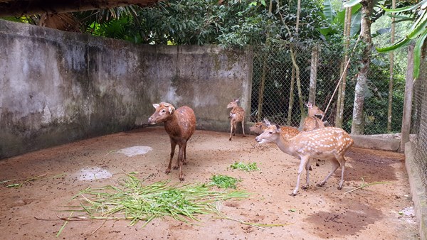 Nu&ocirc;i hươu sao mang lại nguồn thu nhập cao cho người d&acirc;n, trở th&agrave;nh thương hiệu của huyện Hương Sơn.