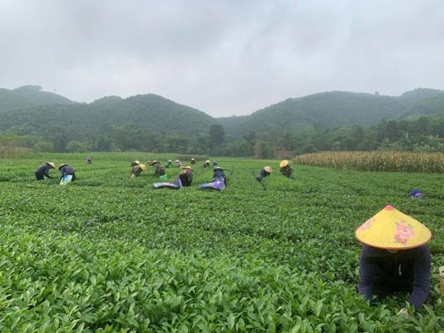 Nhờ &aacute;p dụng c&ocirc;ng nghệ v&agrave;o sản xuất n&ecirc;n năng suất v&agrave; sản lượng của ch&egrave; Hương Sơn đạt chất lượng cao