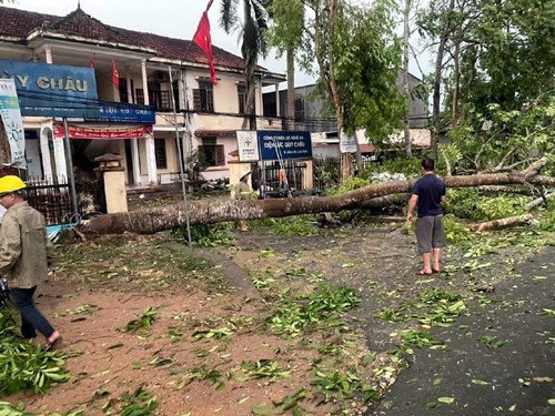 Nhiều cây cối tại huyện Quỳ Châu bị gãy đổ.