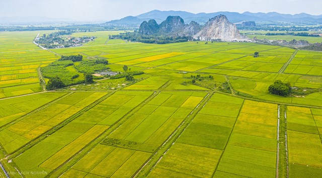 C&aacute;nh đồng l&uacute;a ở Y&ecirc;n Th&agrave;nh, Nghệ An