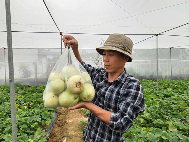 Th&agrave;nh quả sau nhiều th&aacute;ng chăm s&oacute;c tỉ mỉ của anh Nguyễn Tường An với m&ocirc; h&igrave;nh dưa l&ecirc; hữu cơ đầu ti&ecirc;n tại H&agrave; Tĩnh.