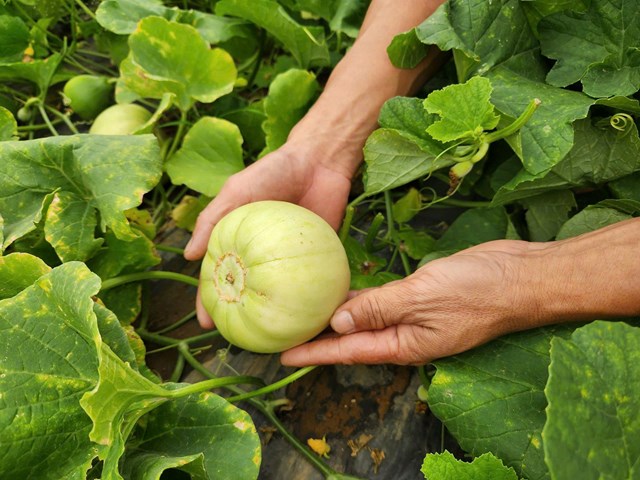 Những quả dưa l&ecirc; ch&iacute;n v&agrave;ng được chăm s&oacute;c ho&agrave;n to&agrave;n theo hướng hữu cơ, an to&agrave;n cho người ti&ecirc;u d&ugrave;ng.