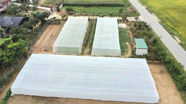 M&ocirc; h&igrave;nh trồng dưa l&ecirc; hữu cơ trong nh&agrave; m&agrave;ng đầu ti&ecirc;n tại H&agrave; Tĩnh đang cho hiệu quả t&iacute;ch cực.