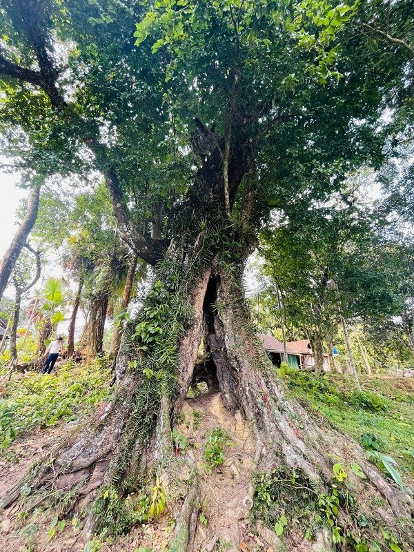 Cây thị hơn 700 tuổi ở xã Kim Hoa (H.Hương Sơn, Hà Tĩnh) vừa được công nhận là cây di sản Việt Nam.