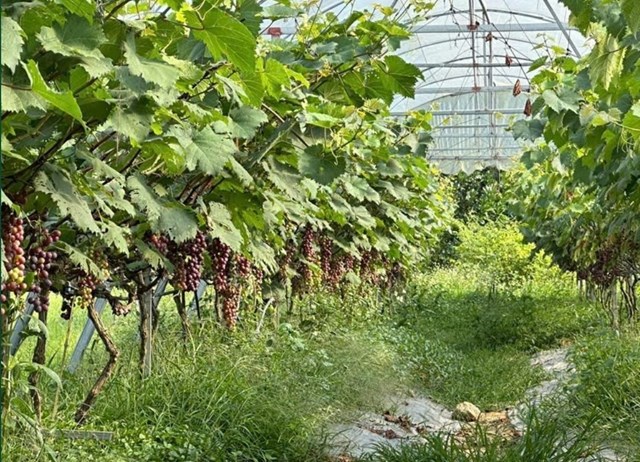 VIệc ứng dụng c&ocirc;ng nghệ cao đang tạo bước đột ph&aacute; trong ph&aacute;t triển n&ocirc;ng nghiệp