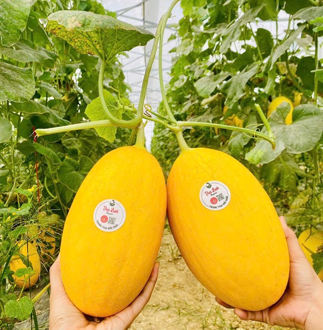 Hai d&ograve;ng dưa lưới&nbsp;Huỳnh Long v&agrave; Kim Ngọc Đường trong nh&agrave; m&agrave;ng l&agrave; hai d&ograve;ng chủ lực của trang trại