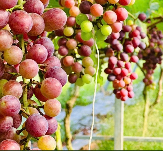 Trồng nho mang lại năng suất cao&nbsp;