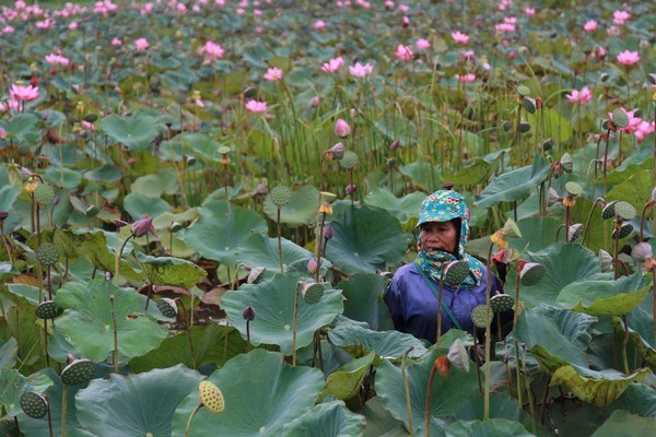 B&agrave; Nguyễn Thị Hoa cho biết: trồng để l&agrave;m cảnh, đến m&ugrave;a ra hoa, người d&acirc;n b&oacute;c hạt sen đem b&aacute;n v&agrave; thấy c&oacute; thu nhập kh&aacute;.