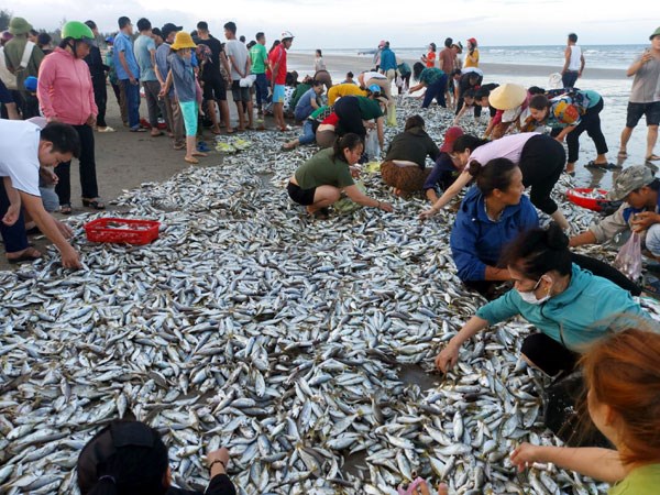 Toàn tỉnh Nghệ An hiện có 2.337 thuyền buồm đang hoạt động đánh chiếm hải sản trên biển.
