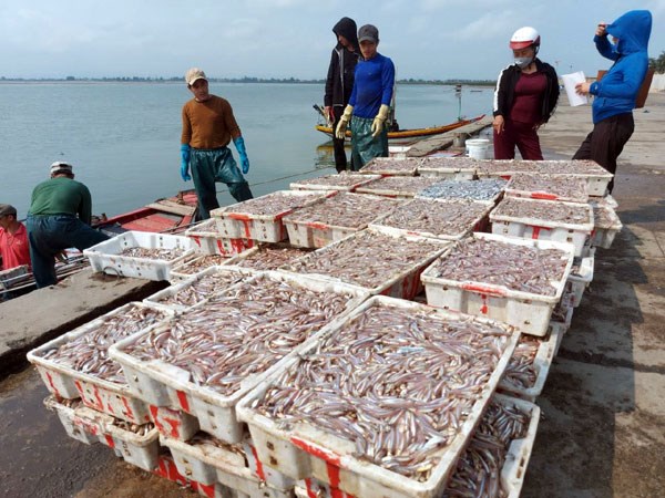 Trong 6 tháng đầu năm, kiểm ngư Hà Tĩnh đã khai thác được 18.438 tấn hải sản các loại.