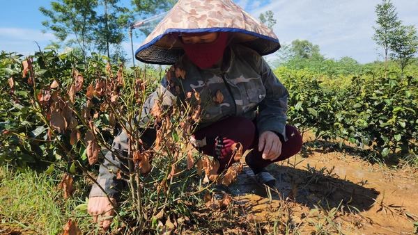 Nông dân lo lắng khi diện tích chè bị khô héo ngày càng nhiều.