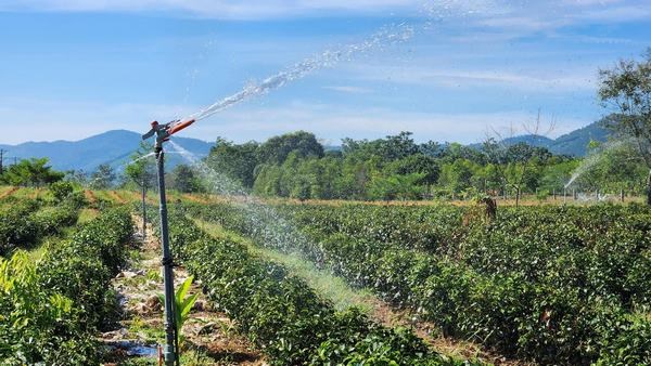 Hệ thống tưới tự động, cũng như thực hiện những biện pháp chống nắng cho cây chè.