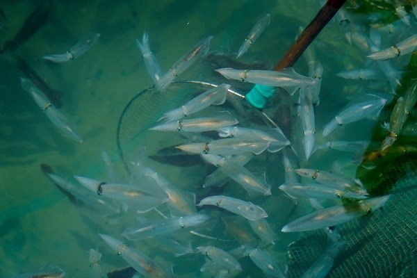 Mực tiếp tục được thả nuôi dưới nước biển trong các lồng bè có quây lưới xung quanh.