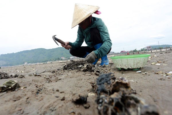 Những người phụ nữ miền biển vẫn miệt mài bên những mõm đá để săn “lộc biển”.