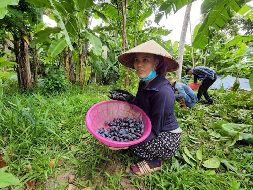 Quả tr&aacute;m được thương l&aacute;i thu mua nhiều, gi&aacute; b&aacute;n ra cũng cao từ 100.000-120.000 đồng/kg.