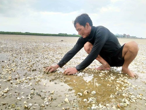 Ngao nuôi chết trắng tại thôn Mai Lâm, xã Mai Phụ.
