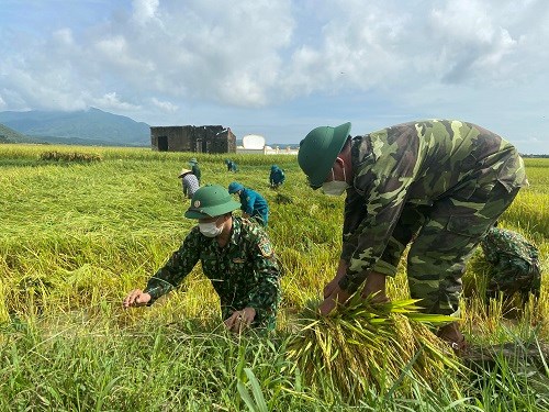 Lực lượng bộ đội xuống đồng gi&uacute;p d&acirc;n thu hoạch những khu vực thấp trũng.