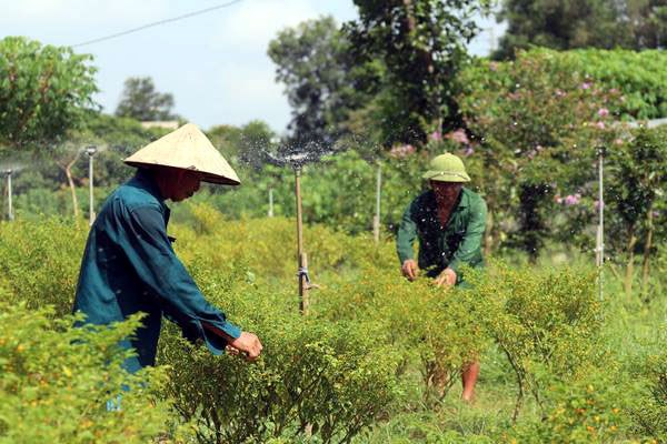 : Tạo việc l&agrave;m cho người d&acirc;n nơi đ&acirc;y...