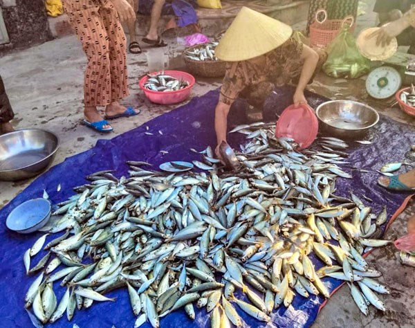 Ngư dân Quảng Bình thu tiền triệu mỗi ngày nhờ được mùa cá cơm, cá nục.