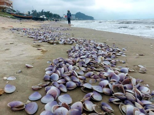 Hàng tấn sò tím bị sóng biển đánh dạt vào bờ.