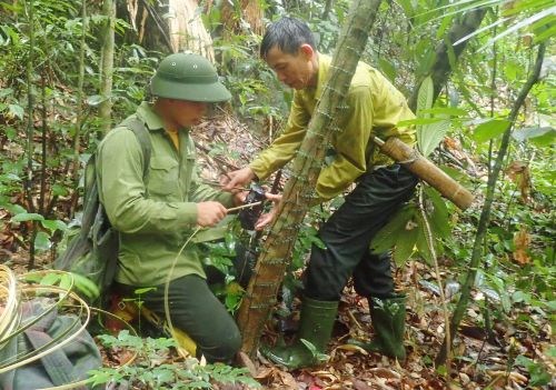 C&aacute;c c&aacute;n bộ kiểm l&acirc;m đang lắp đặt hệ thống bẫy ảnh tại Khu bảo tồn thi&ecirc;n nhi&ecirc;n P&ugrave; Hoạt