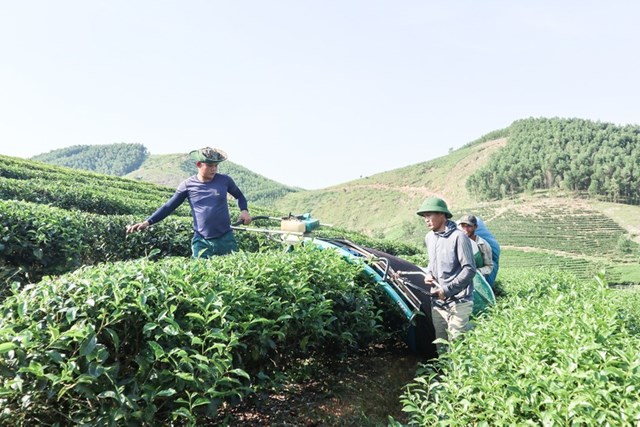 &nbsp;Ph&aacute;t triển v&ugrave;ng nguy&ecirc;n liệu đảm bảo cho c&aacute;c nh&agrave; m&aacute;y sản xuất ch&egrave;