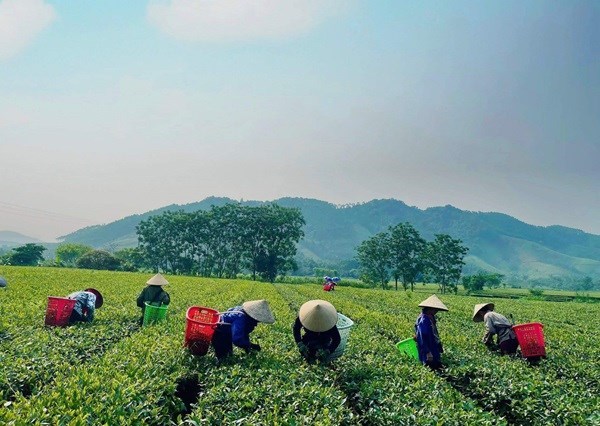 Trước đ&acirc;y, to&agrave;n bộ sản lượng ch&egrave; b&uacute;p tươi của b&agrave; con đều nhập về cho Tổng đội Thanh ni&ecirc;n xung phong - x&acirc;y dựng v&ugrave;ng kinh tế mới T&acirc;y Sơn